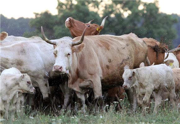 Corona crisis causes losses to cattle farmers, milk producers - VL