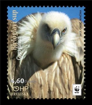 Kvarner archipelago only habitat for griffon vulture in Croatia