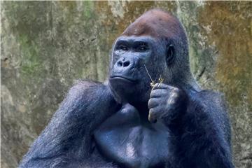 USA ATLANTA ZOO CORONAVIRUS COVID19 GORILLAS DELTA