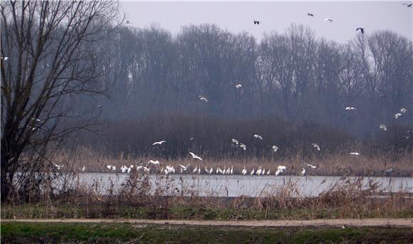 MEP Waitz: Excessive logging in areas managed by Hrvatske Šume