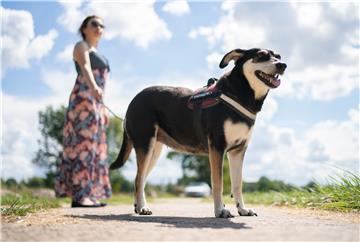 Psi mogu unaprijed nanjušiti epileptički napadaj 