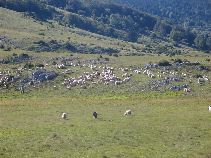 Objavljen natječaj za dugoročni zakup šumskog zemljišta