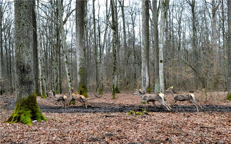 Četiri sudara s krupnom divljači na požeško-slavonskim cestama