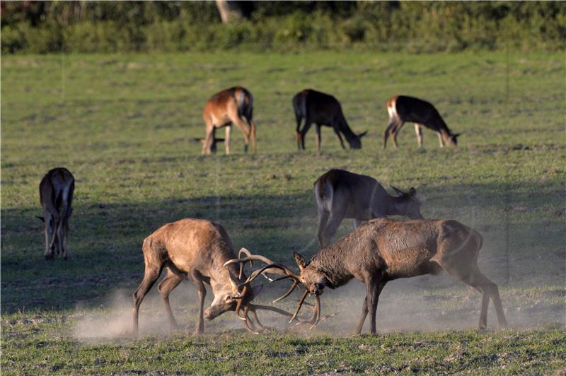 HUNGARY ANIMALS