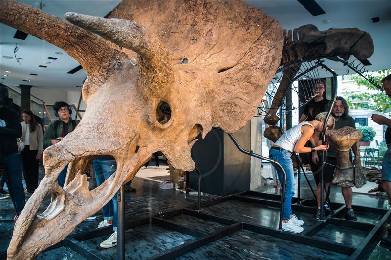 Na engelskom otoku Wight živjele dvije vrste golemih grabežljivih dinosaura