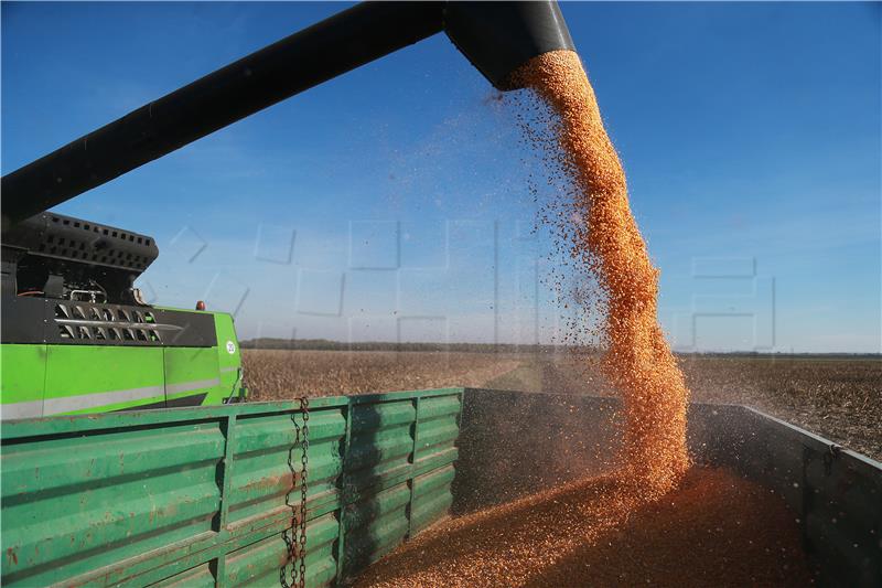 Corn production expected to drop 10.9%