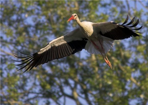 Najbolji rezultati Eurobirdwatcha od 2013. - uočeno više od 7,29 milijuna ptica