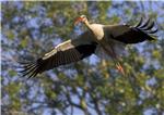 Najbolji rezultati Eurobirdwatcha od 2013. - uočeno više od 7,29 milijuna ptica