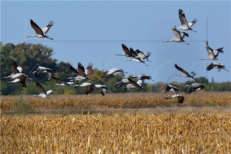 HUNGARY ANIMALS MIGRATING BIRDS