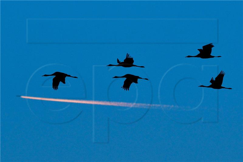 HUNGARY ANIMALS MIGRATING BIRDS