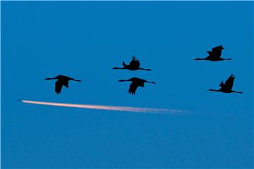 HUNGARY ANIMALS MIGRATING BIRDS