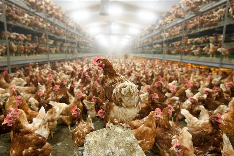 EC approves Croatian scheme to support poultry sector