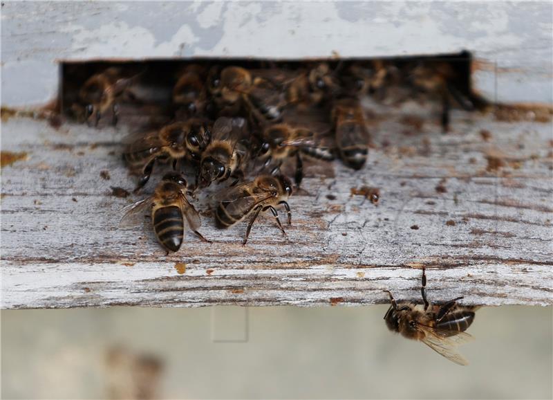 SPAIN BEEKEEPING