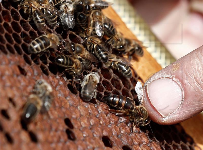 SPAIN BEEKEEPING