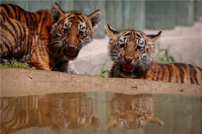 MEXICO ANIMALS