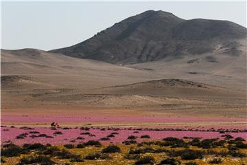 CHILE NATURE