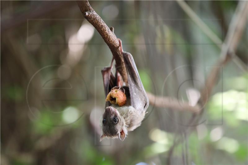 MIDEAST ISRAEL PHOTO SET EGYPTIAN FRUIT BATS