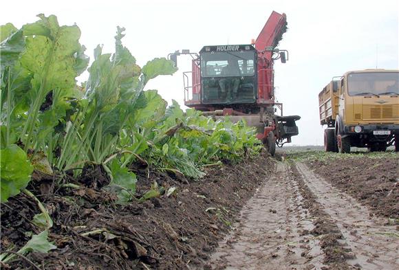 Ministry proposes €4m aid scheme for sugar beet farmers