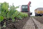 Ministry proposes €4m aid scheme for sugar beet farmers