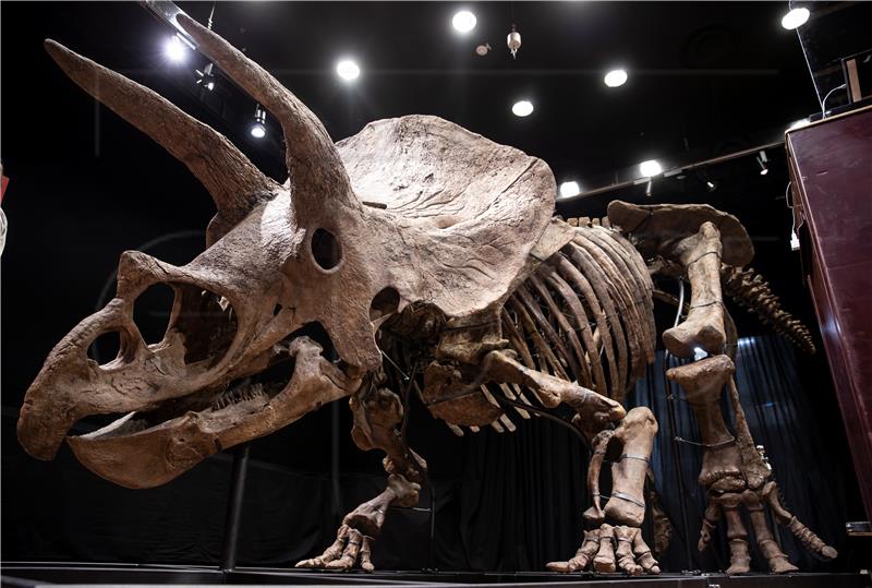 FRANCE ARCHEOLOGY AUCTION DINOSAUR