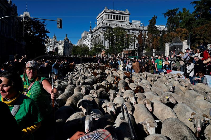 Na madridskim ulicama automobile zamijenila stada ovaca