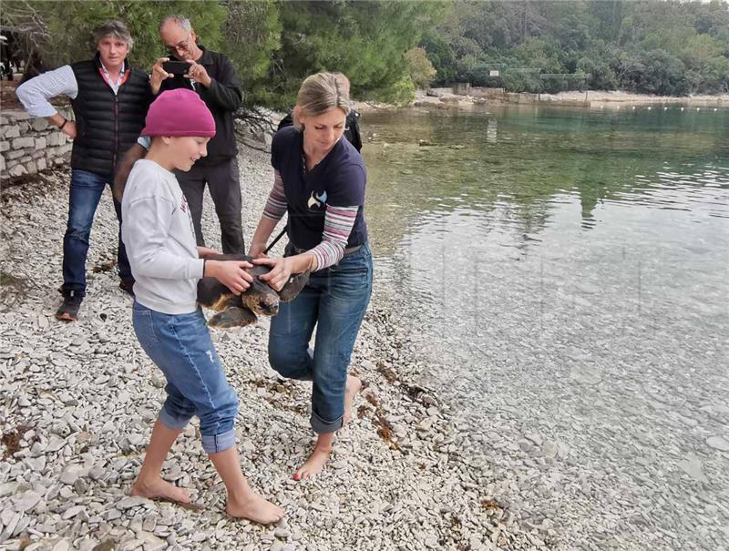 Brijuni: Dvije oporavljene glavate želve vraćene u more