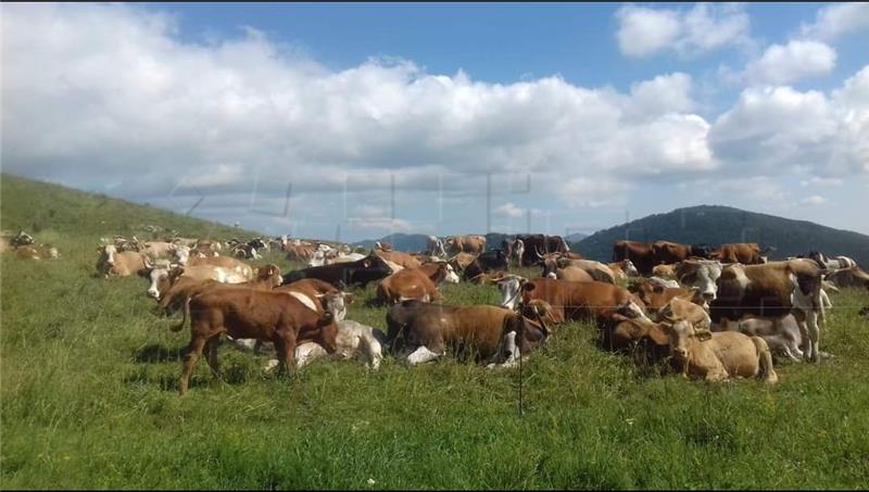 Stočari s krša će zatražiti reviziju odluka o ekstenzivnom uzgoju 