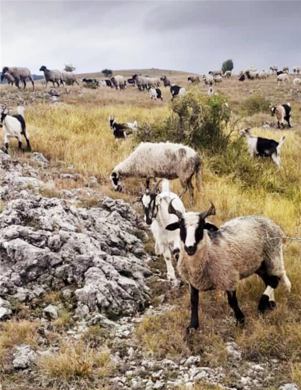 Stočari s krša će zatražiti reviziju odluka o ekstenzivnom uzgoju