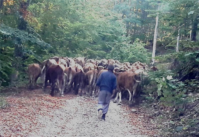 Stočari s krša će zatražiti reviziju odluka o ekstenzivnom uzgoju