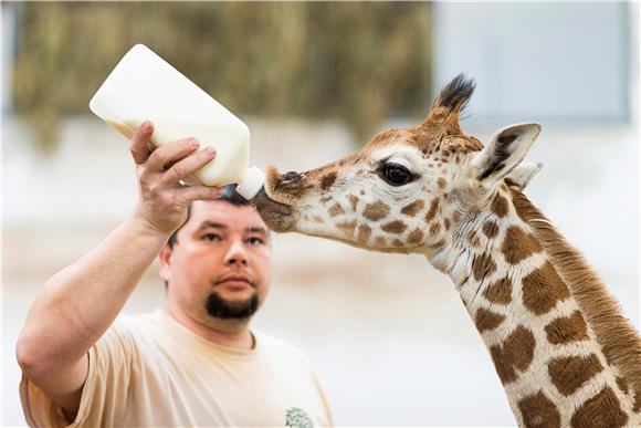 U kubanskom ZOO-u više mladunčadi zahvaljujući karanteni