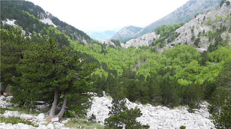 Dužnosnik ECA-e: Šume nam nestaju, potreban je bolji nadzor na razini EU-a
