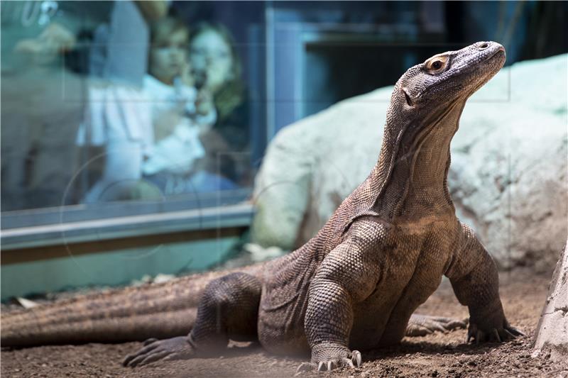 Indonezijski Zoo uzgaja komodske varane da bi ih spasio od izumiranja