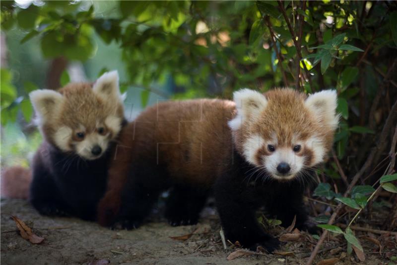 Dan crvenih pandi u nedjelju u zagrebačkom ZOO-u