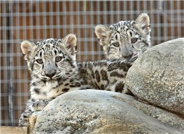 Tri snježna leoparda umrla su od covida-19 u zoološkom vrtu u Nebraski