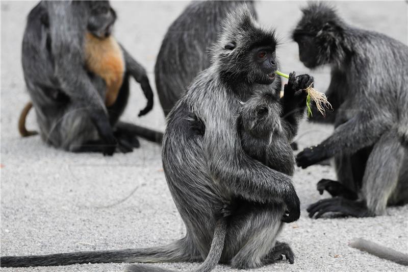 MALAYSIA ANIMALS