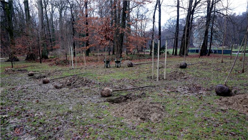 U parku Maksimir posađena stabla zavičajnih vrsta