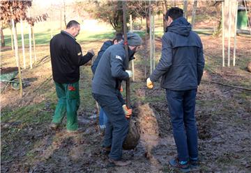 U parku Maksimir posađena stabla zavičajnih vrsta