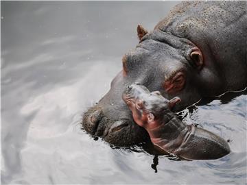 Zoo u Antwerpenu izvijestio o prvome slučaju zaraze covidom nilskih konja 