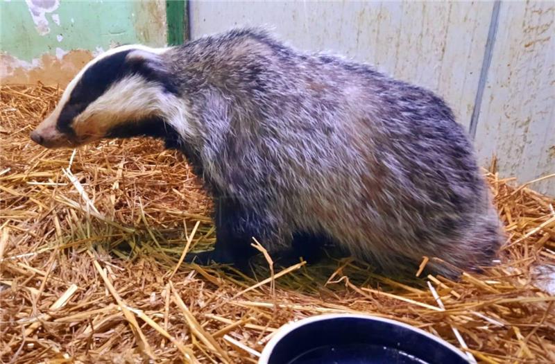 Ženka jazavca iz Markuševca oporavlja se u ZOO-u Zagreb