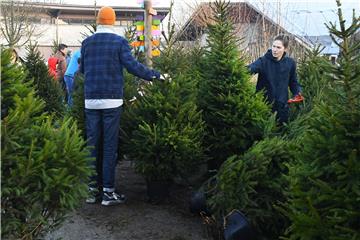 NETHERLANDS CHRISTMAS RENTAL TREES