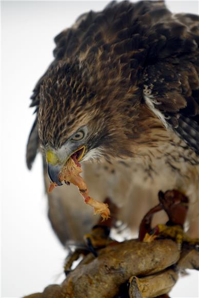 Falconry in Croatia inscribed on UNESCO's list of intangible heritage