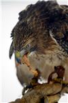 Falconry in Croatia inscribed on UNESCO's list of intangible heritage