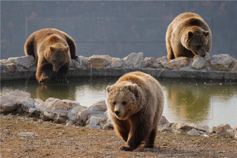 KOSOVO ANIMALS