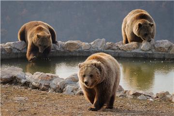 KOSOVO ANIMALS