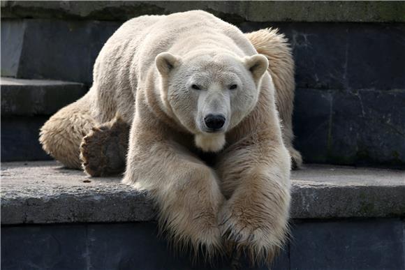 Berlinski Zoo: U dobi od 37 godina uginula polarna medvjedica Katjuscha 