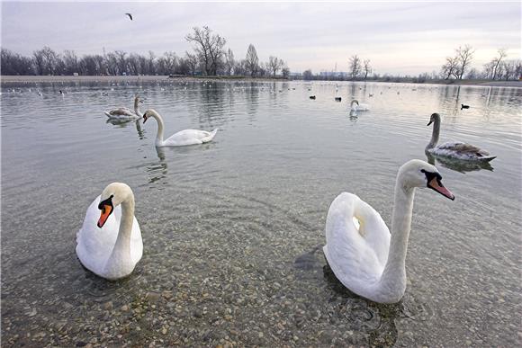 Influenca H5N1 potvrđena kod labudova u tri županije