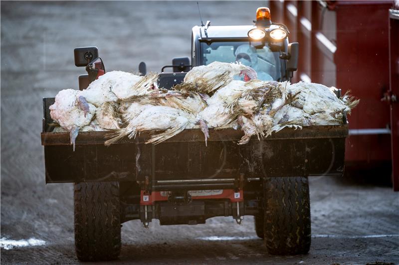 DENMARK BIRD FLU