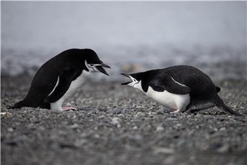 ANTARCTICA SCIENCE