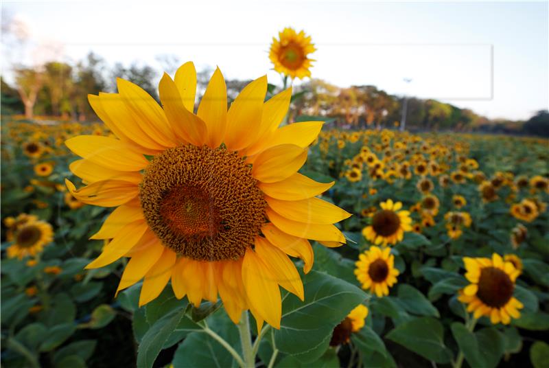 THAILAND FLORA FESTIVAL