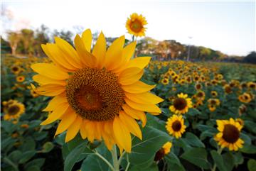 THAILAND FLORA FESTIVAL